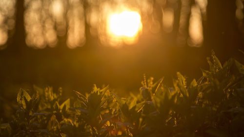 Plants growing on field during sunset