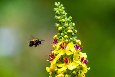 Close-up of bee pollinating on flower