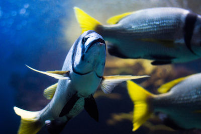 Close-up of fish swimming in aquarium