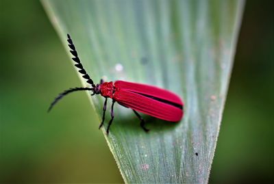 Close-up of red net-winged beetle on leaf