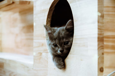 Close-up of cat sitting on floor
