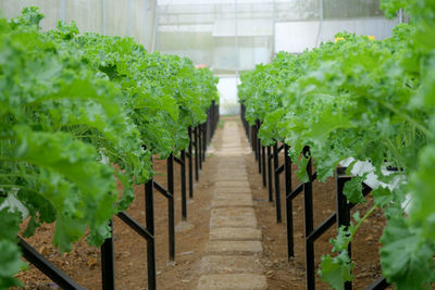 Potted plants in greenhouse