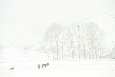 Horses on landscape against sky