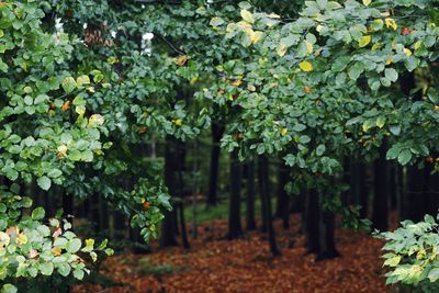 Close-up of plants in forest