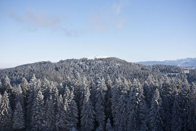 Pine trees in forest against sky during winter