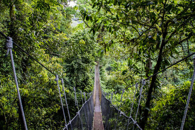 Footbridge amidst trees in forest