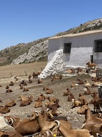 Scenic view of goats on a farm in southern spain against clear blue sky