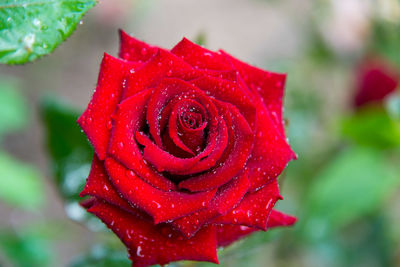 Close-up of red rose