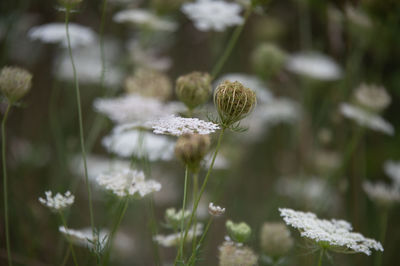 Close-up of white flowering plant on field