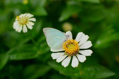 Close-up of butterfly pollinating on white flower