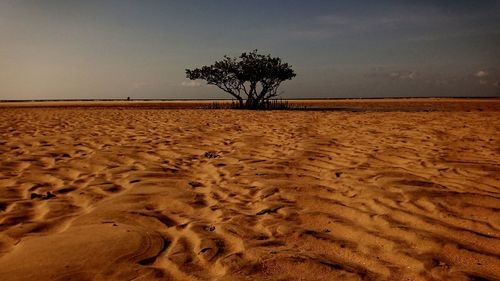 Tree on field against sky