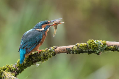 Close-up of bird perching on branch