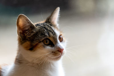 Close-up of a cat looking away