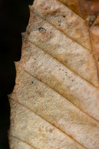 Close-up high angle view of leaf