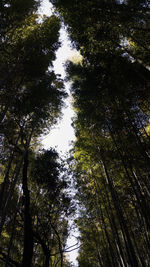 Low angle view of trees in forest against sky