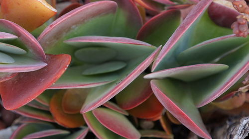 Full frame shot of succulent plant