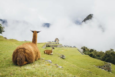 Llamas are sitting near machu picchu in peru