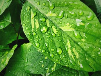 Close-up of raindrops on leaves