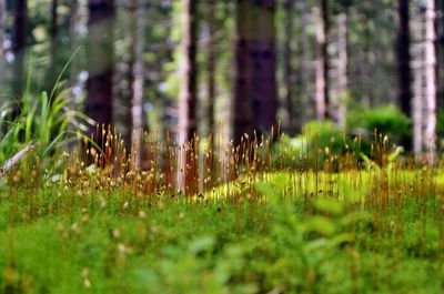 Plants growing on field