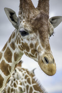 Close-up of giraffe against cloudy sky