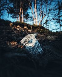 Close-up of leaf on tree trunk in forest