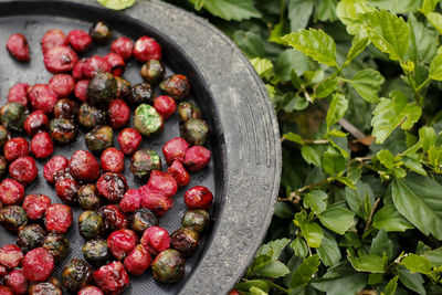 High angle view of berries in plate by plants