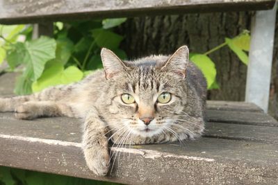 Close-up portrait of cat