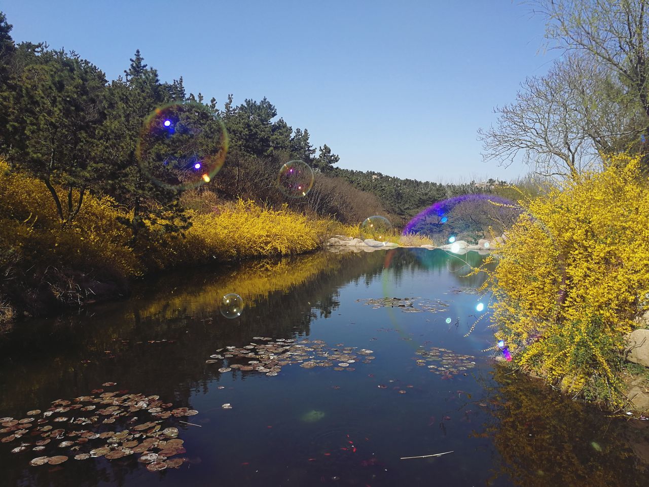 water, tree, reflection, plant, nature, beauty in nature, sky, no people, tranquility, lake, multi colored, scenics - nature, tranquil scene, waterfront, growth, day, outdoors, clear sky, autumn