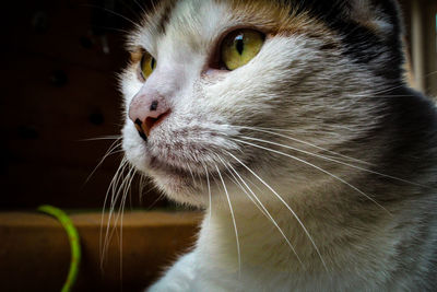 Close-up of cat looking away