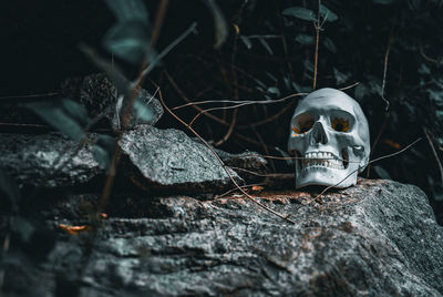 Close-up of human skeleton on rock