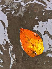 Close-up of autumn leaf on water