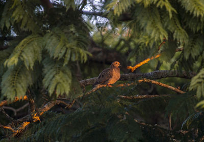 Close-up of bird perching on tree