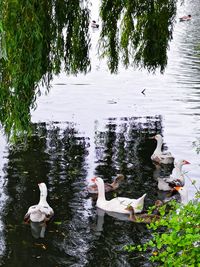 Ducks swimming in lake