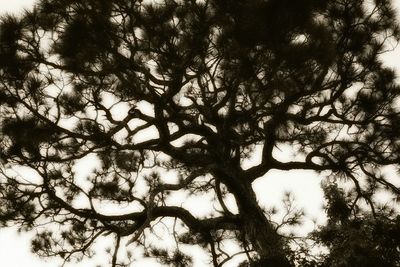 Low angle view of bare trees against sky