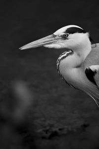 Close-up of heron