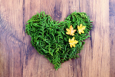 High angle view of heart shape on plant