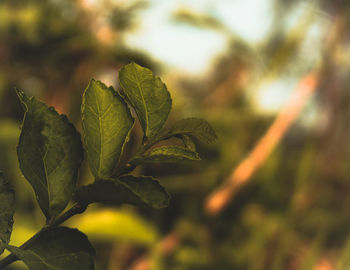 Close-up of fresh green leaves