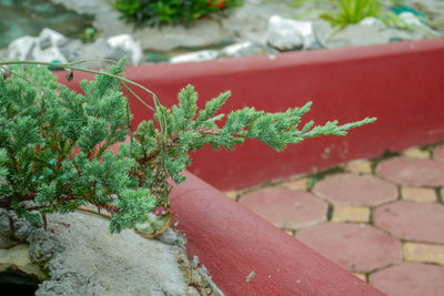 High angle view of plant