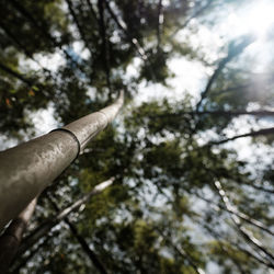 Low angle view of bamboo tree against sky