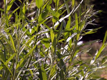 Close-up of plants growing on field
