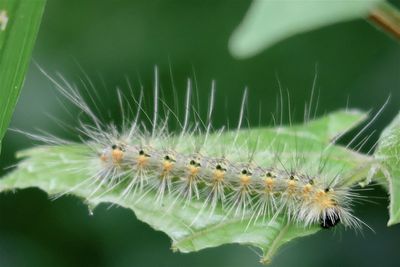 Close-up of insect on leaf