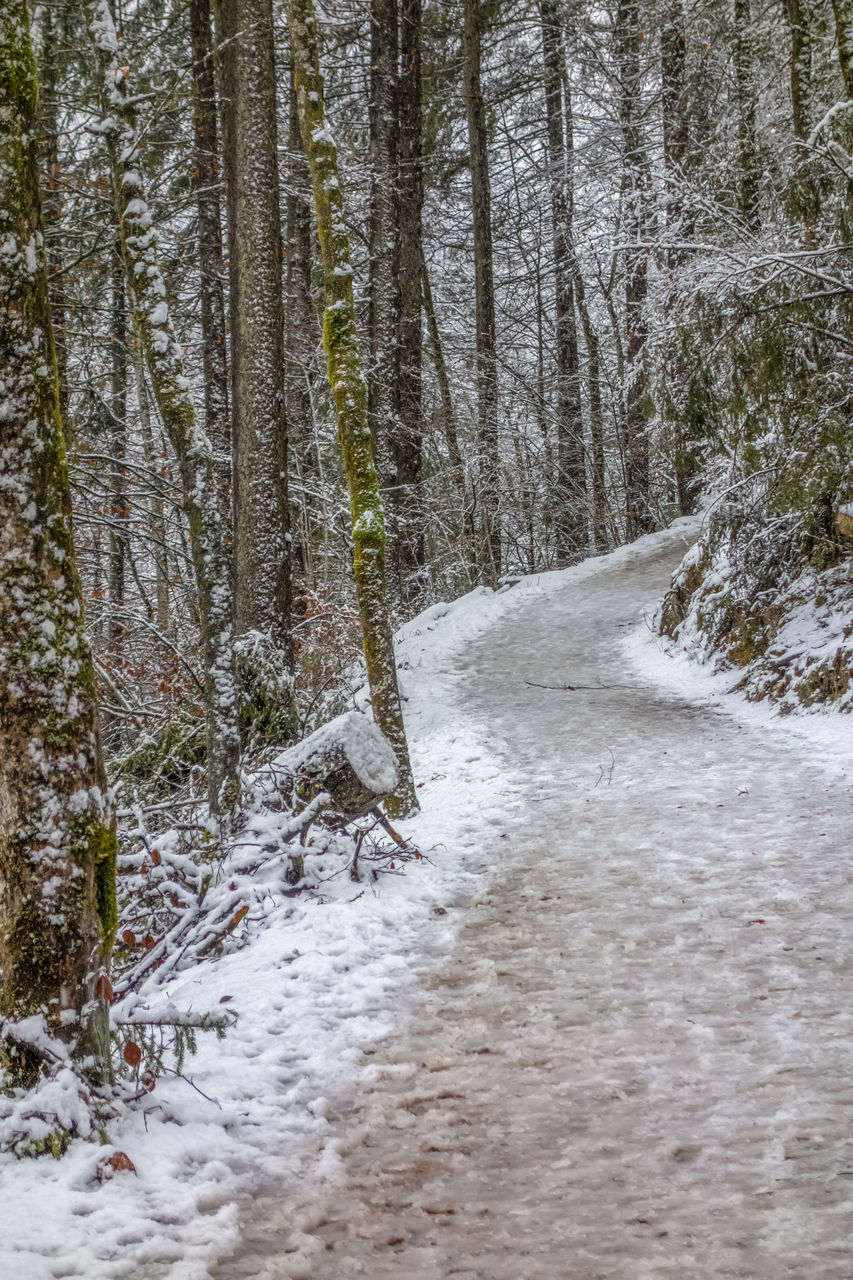 SNOW COVERED ROAD AMIDST TREES