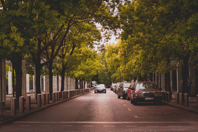 Cars on road along trees