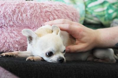 Close-up of a dog