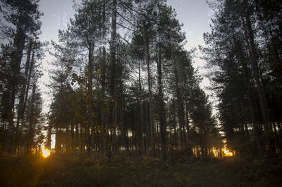 Trees in forest against sky