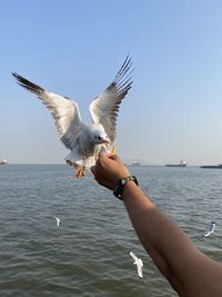 Low angle view of seagull flying against sky