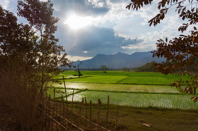 Scenic view of agricultural field against sky