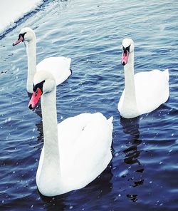 Swan swimming in lake