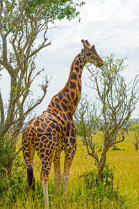Rothchild's giraffe eating from a tree in uganda