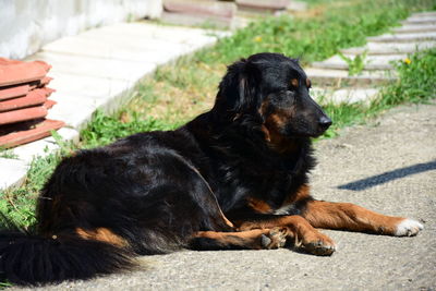 Close-up of black dog sitting outdoors